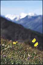 Alpenblumen