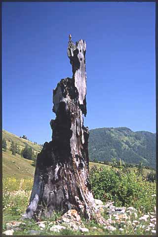 Brand Baum