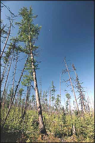 Taiga