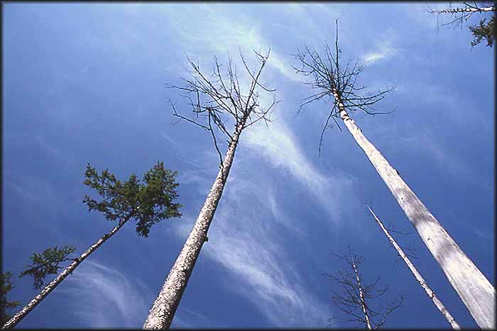 Taiga