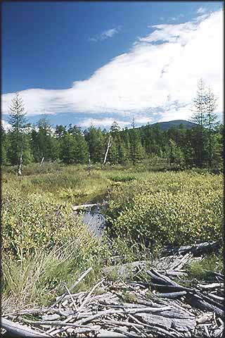 Tundra