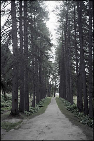 Allee