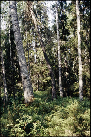 Wald