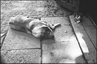 Hund und Katze